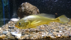 Large Yellow Croaker photo 1