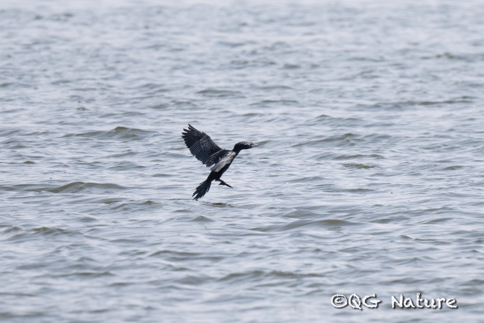 Little Cormorant