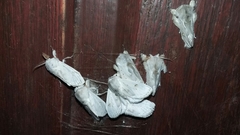 Naroma varipes
