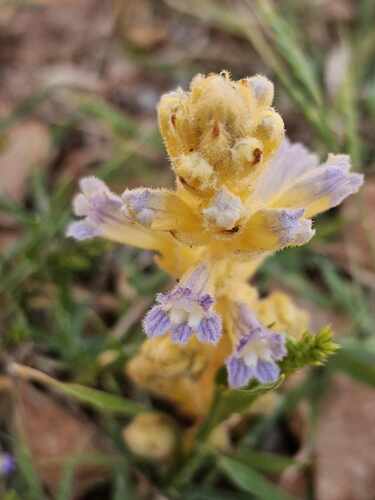 hemp broomrape