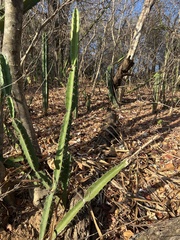 Acanthocereus tetragonus image