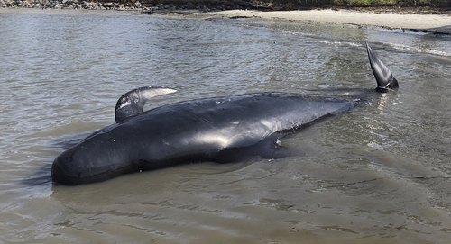 Short-finned Pilot Whale photographed in Georgia