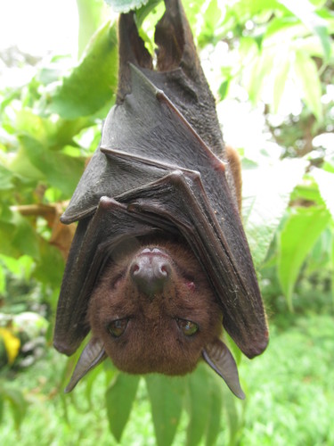 Angolan Soft-furred Fruit Bat