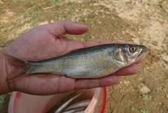 Amur Three-Lips photo 4