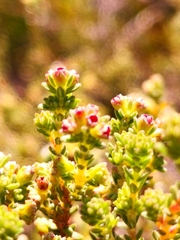 Erica serrata