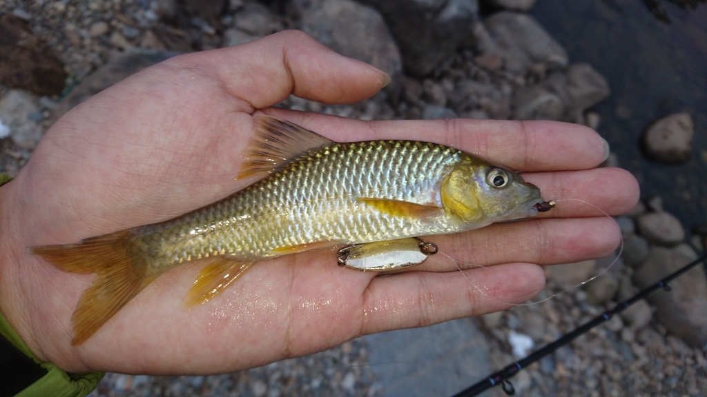 Acrossocheilus hemispinus