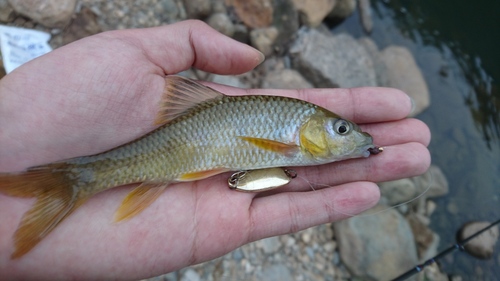 Hemispinus barb (Acrossocheilus hemispinus) — Cyprinidae — 2