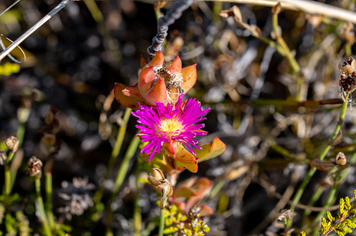 Steytler Spoonfig (Erepsia steytlerae)