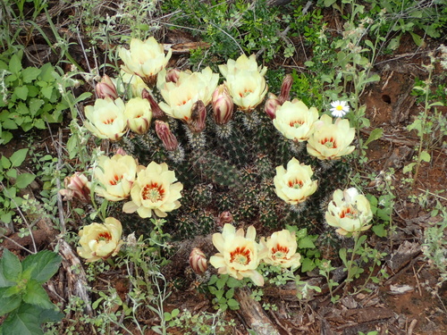 Echinocereus papillosus