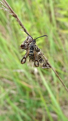 Bembecia ichneumoniformis