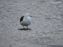 Larus dominicanus