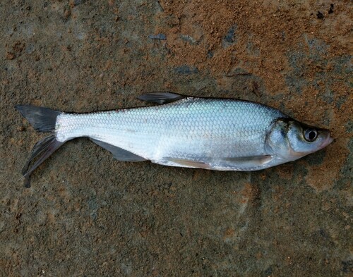 Humpback predatory carp (Chanodichthys dabryi) — Cyprinidae — 2