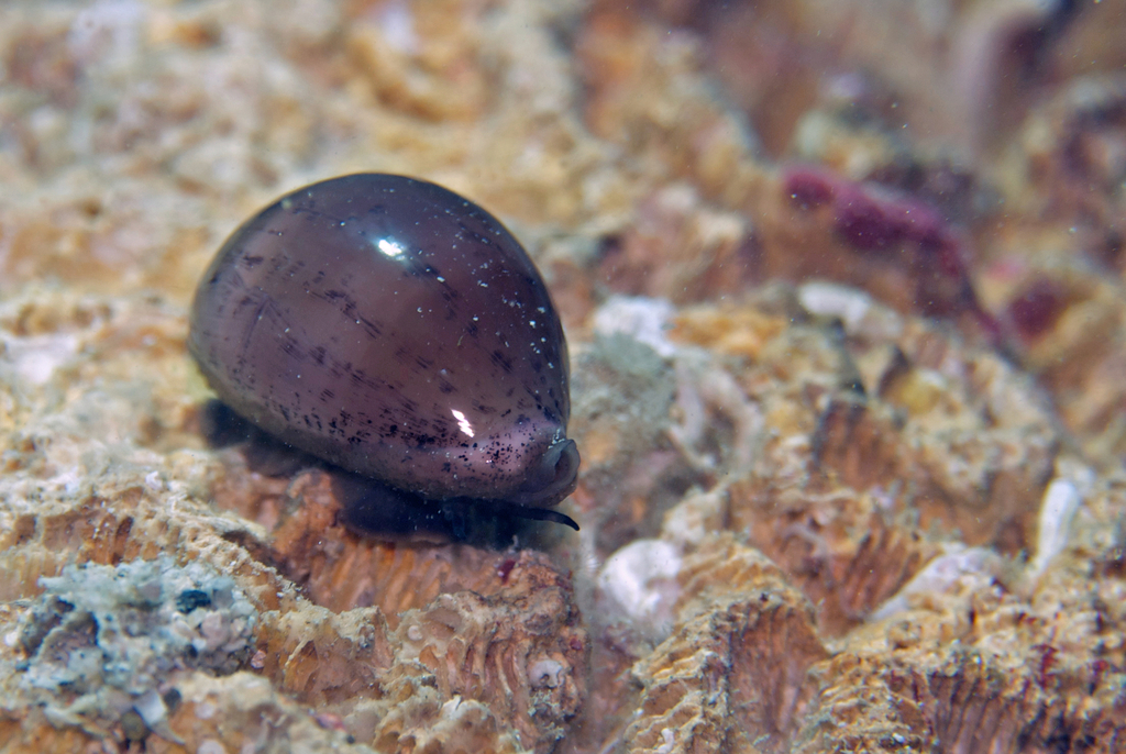 Atlantic Grey Cowry from La Trinité, Le Trinité, Martinique on April 25 ...
