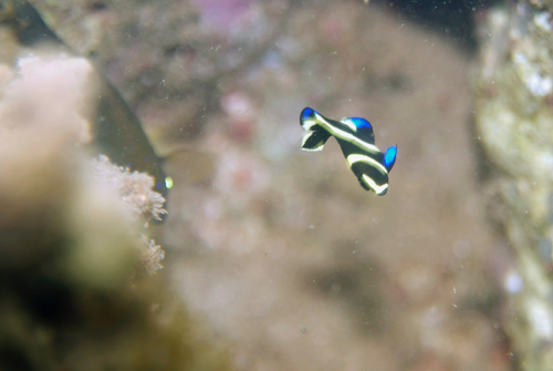 French angelfish