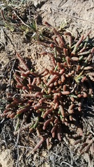 Salicornia natalensis