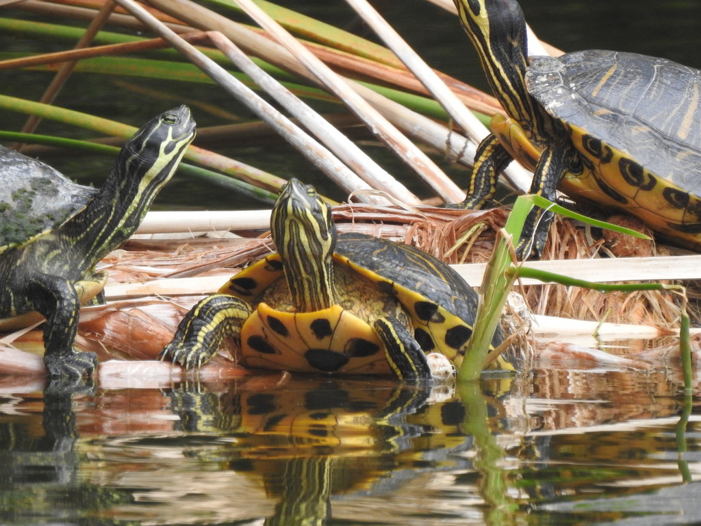 Peninsular Cooter from North Beach, Jacksonville, FL, USA on March 1 ...