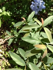 Karwinskia humboldtiana