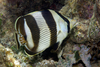Banded Butterflyfish - Photo (c) Norbert VERNEAU, some rights reserved (CC BY-NC-ND), uploaded by Norbert VERNEAU
