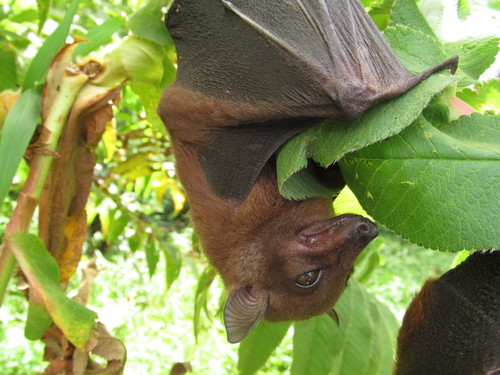 Angolan Soft-furred Fruit Bat