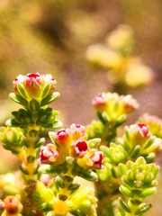 Erica serrata