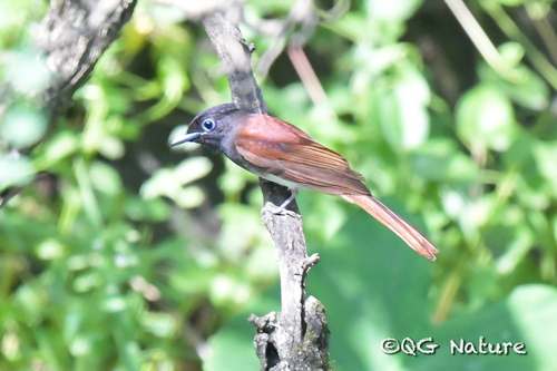 Amur Paradise Flycatcher (Terpsiphone incei), photo 8