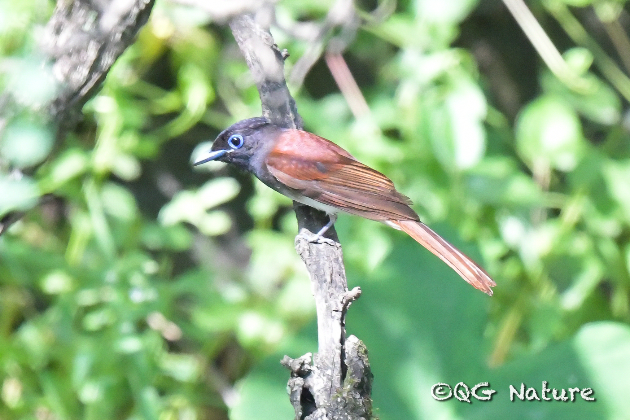 Indian Paradise Flycatcher