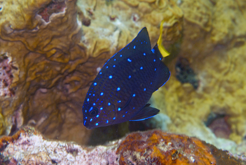 Yellowtail Damselfish