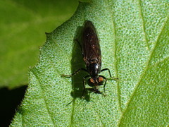 Eudioctria