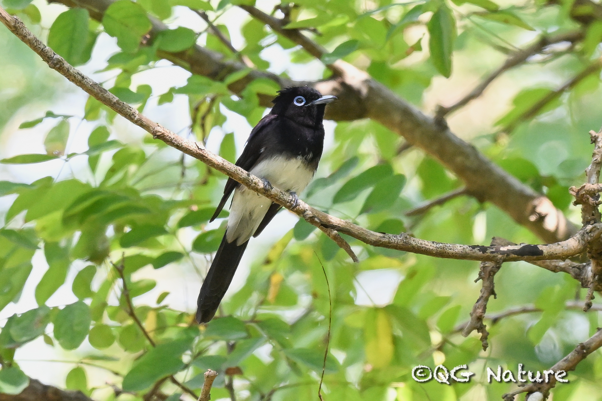 Black Paradise Flycatcher