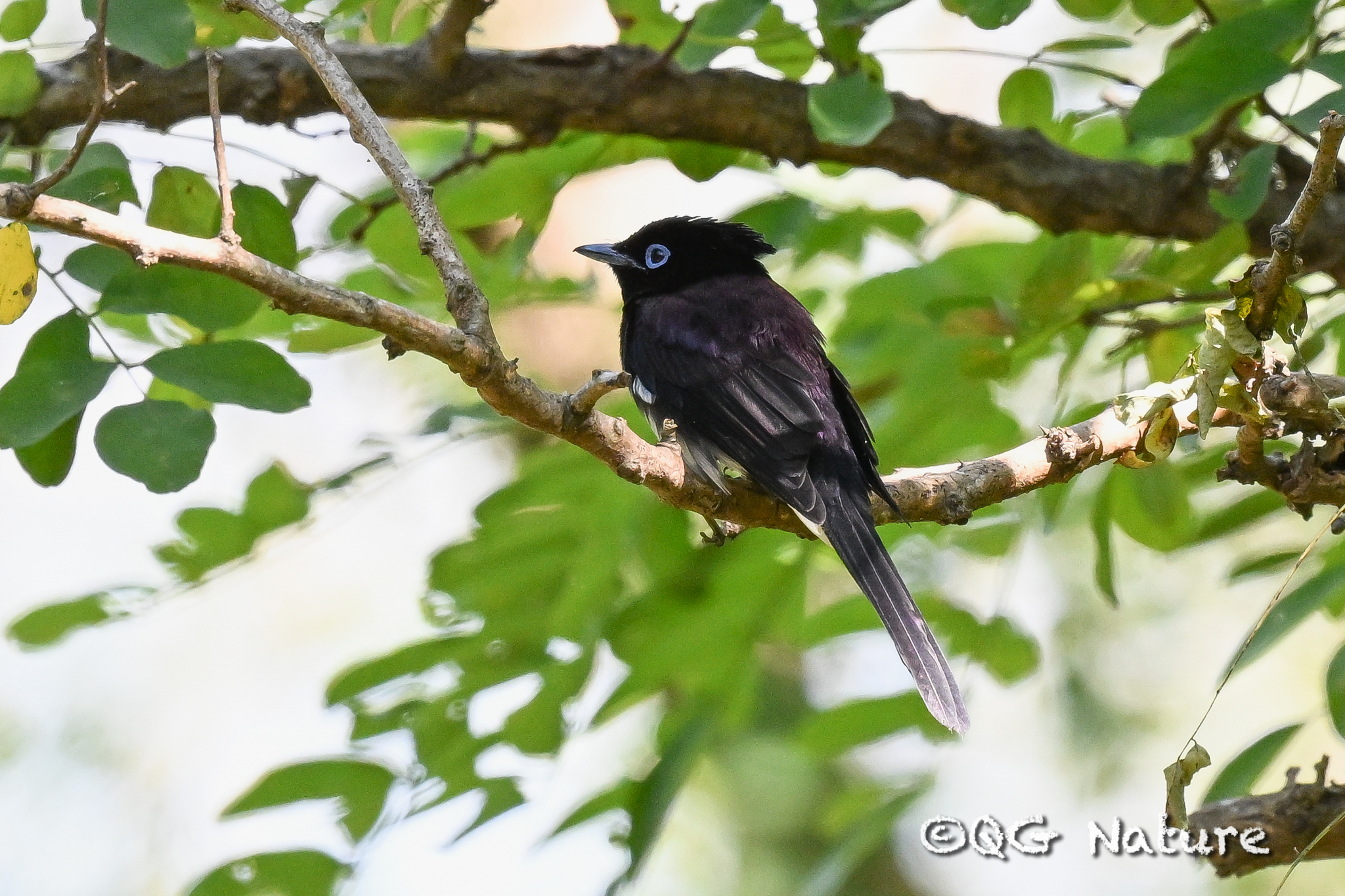 Black Paradise Flycatcher