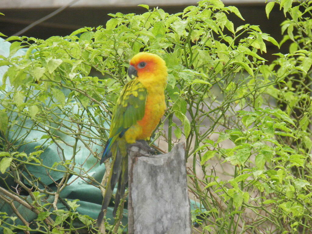 Sulphur-breasted Parakeet photo