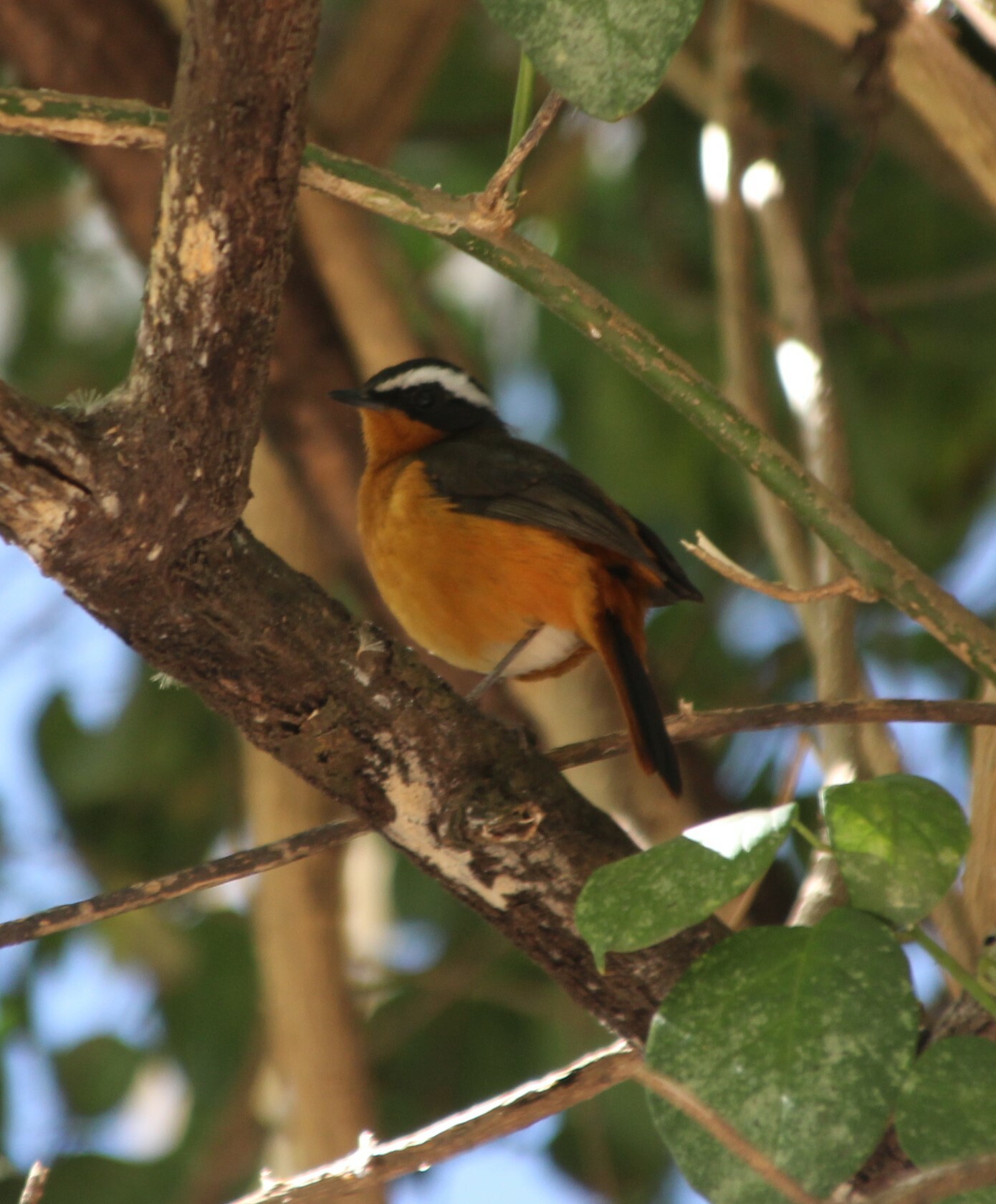 Rüppell's Robin-Chat (Cossypha semirufa), photo 3