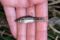 Finestreaked Gudgeon photo 4