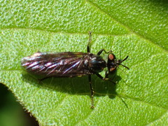 Eudioctria
