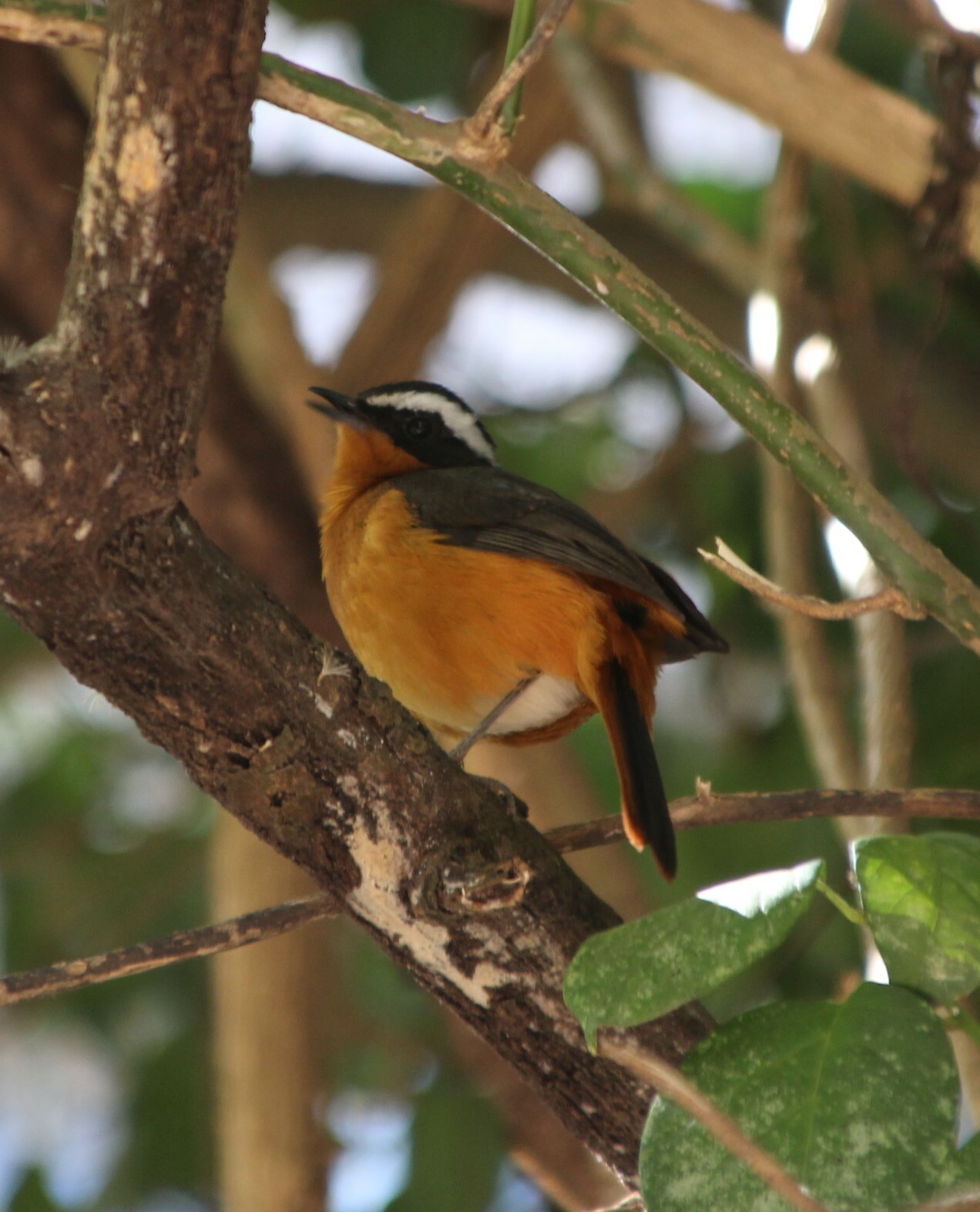 Rüppell's Robin-Chat (Cossypha semirufa), photo 4