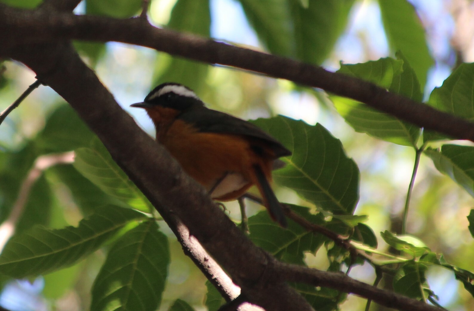Rüppell's Robin-Chat (Cossypha semirufa), photo 9
