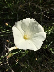 Calystegia longipes