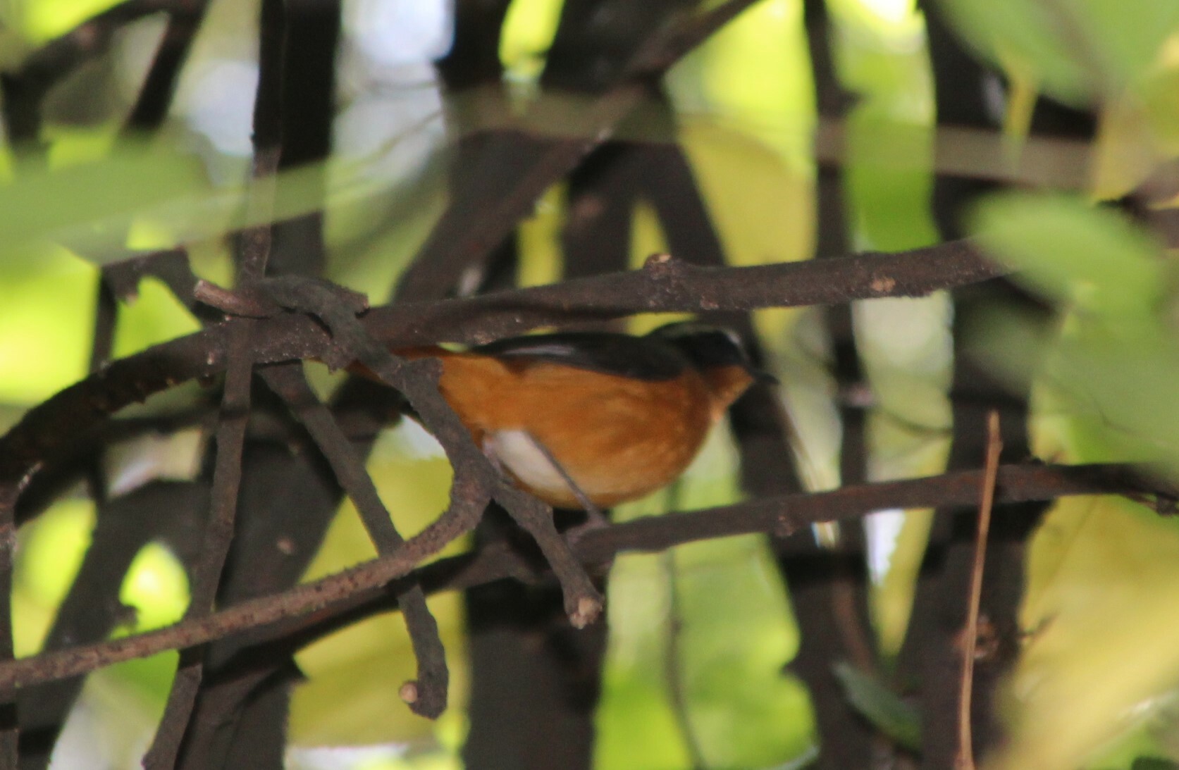 Rüppell's Robin-Chat (Cossypha semirufa), photo 10