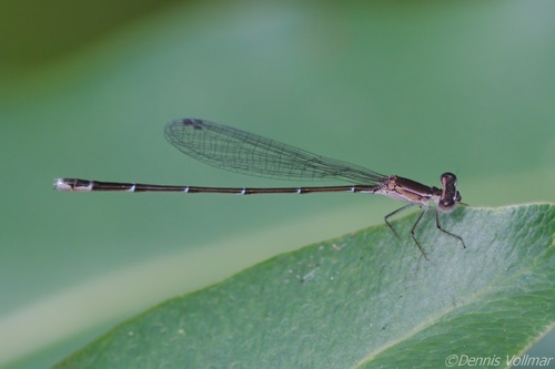 Everglades Sprite photo 3