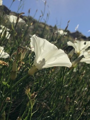 Calystegia longipes