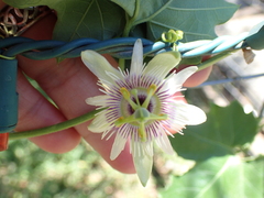 Passiflora morifolia