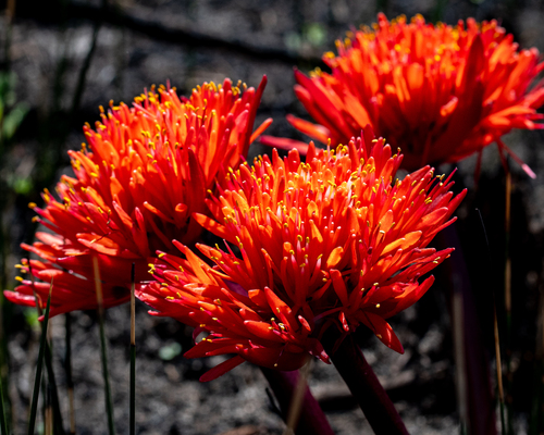 Haemanthus canaliculatus