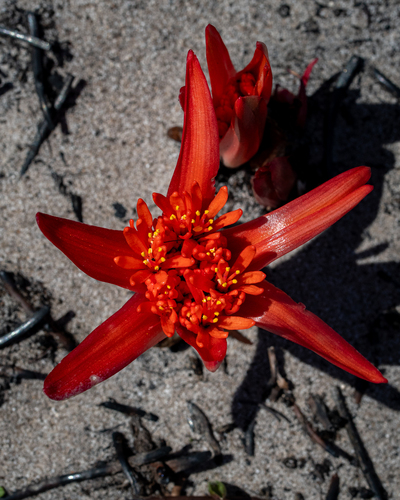 Haemanthus canaliculatus