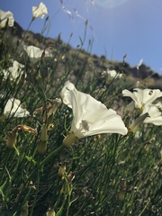 Calystegia longipes