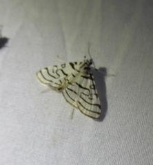 Conchylodes concinnalis