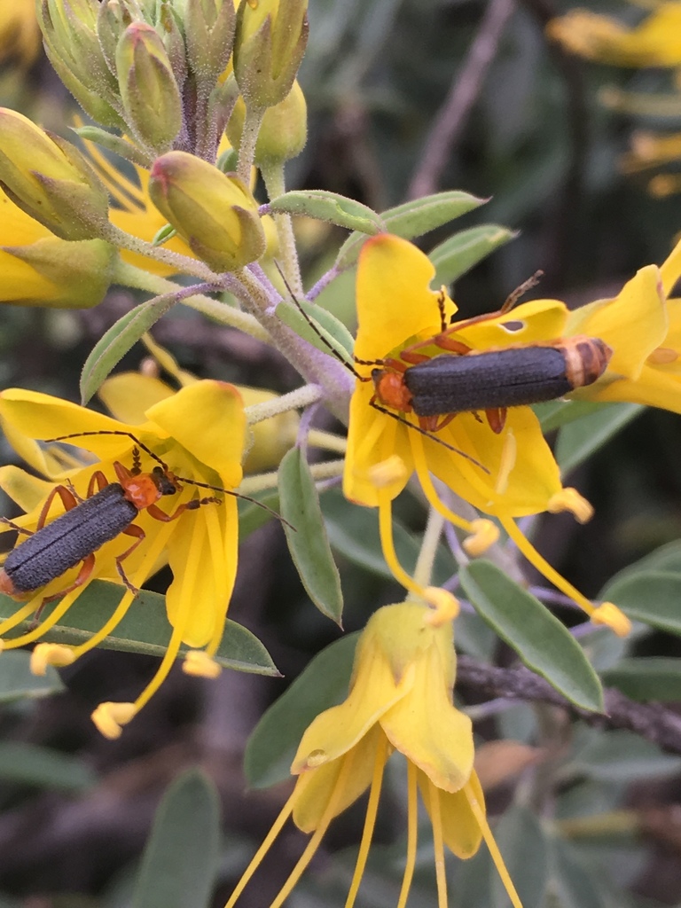 Cultellunguis ochropus