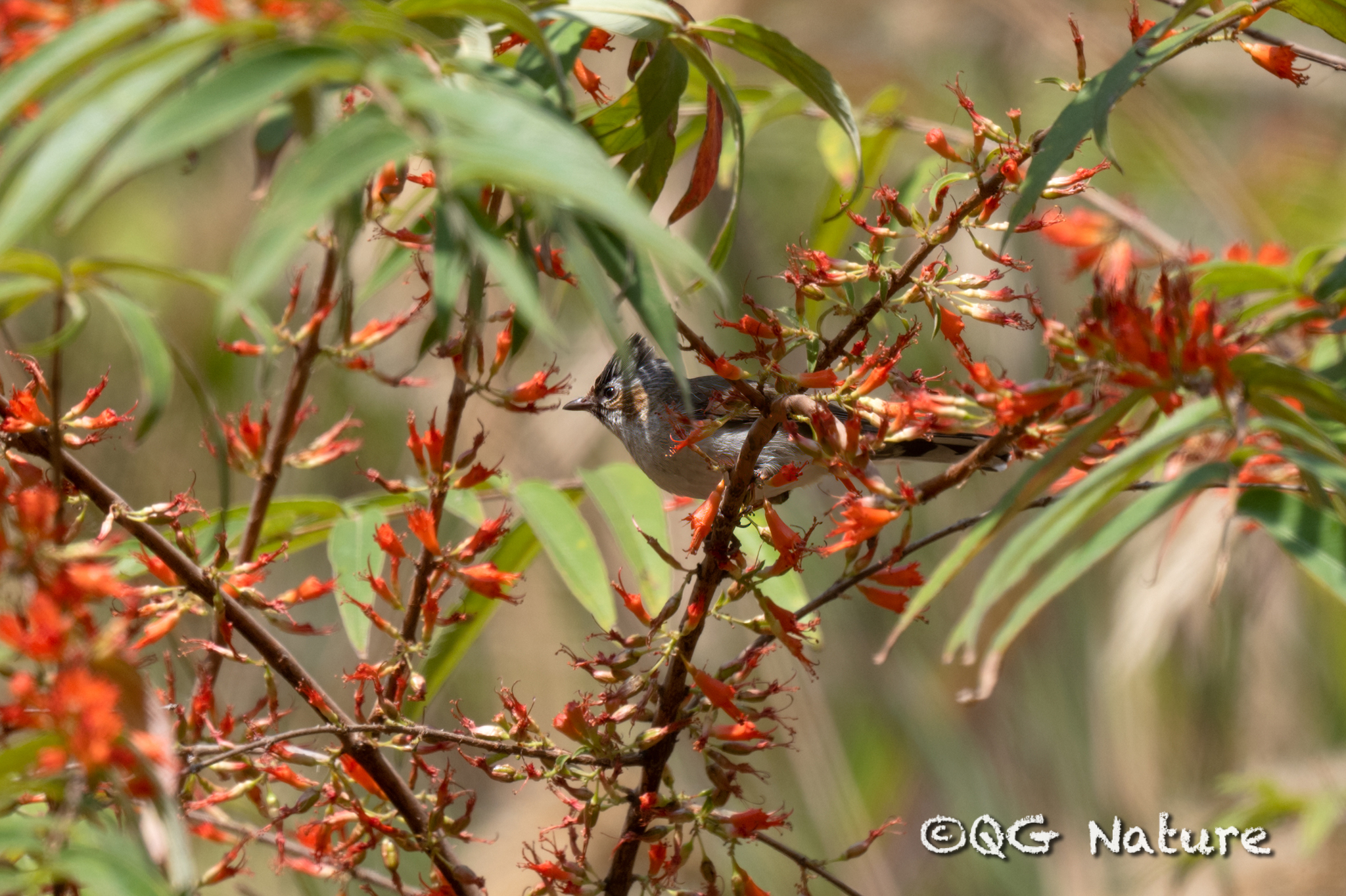 Striated Yuhina