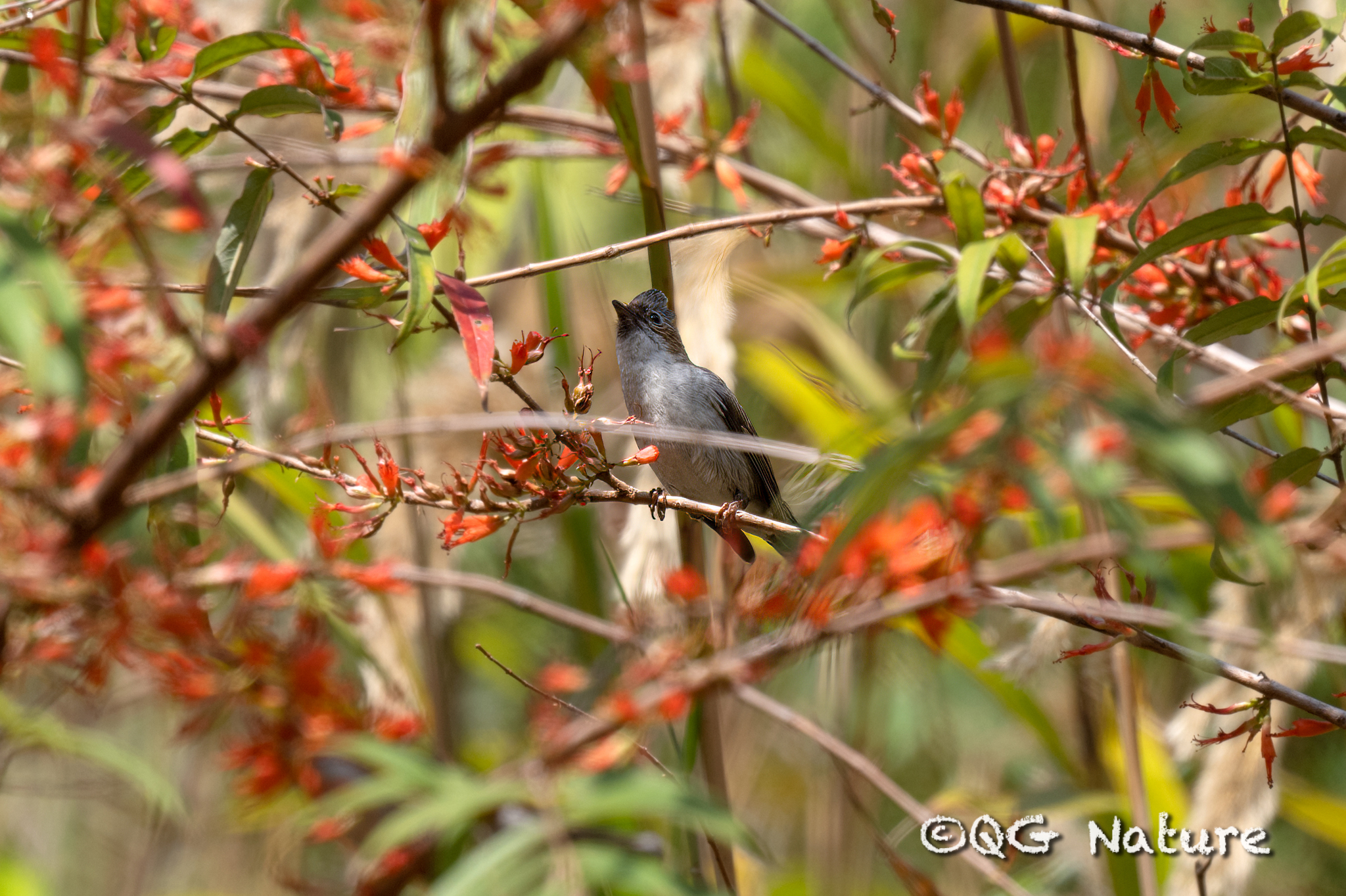 Striated Yuhina
