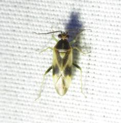 Orthotylus ornatus