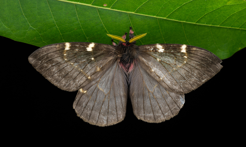 Paradirphia tatama
